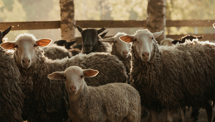移动电商,生活方式,薅羊毛