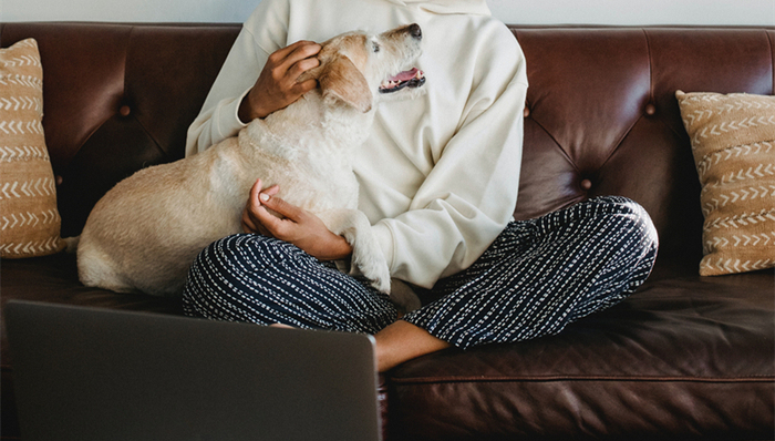 直播电商,宠物经济,中国市场