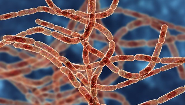 山东滨州发现2例炭疽确诊病例，一名14岁学生死亡