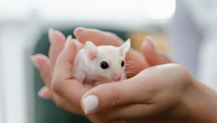 模式动物,供不应求,技术改造