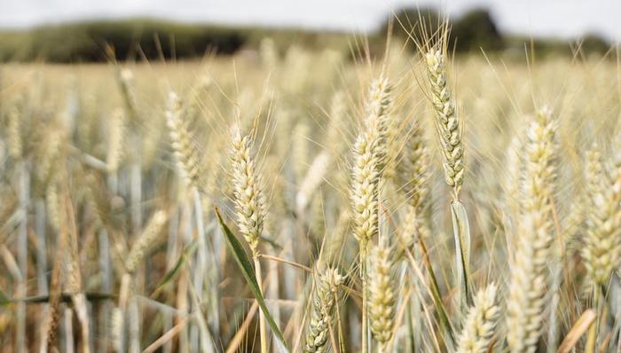 种业发展,粮食安全