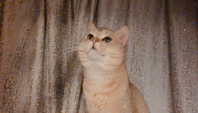 宠物托运,行业观察