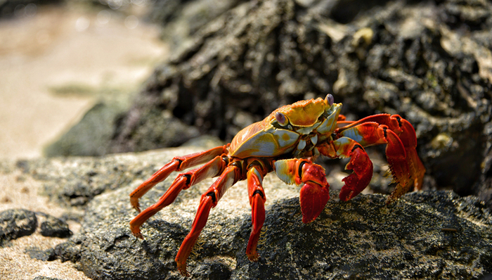 中秋节,螃蟹,螃蟹券,套路,假螃蟹