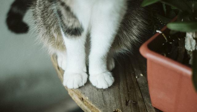 行业乱象,宠物盲盒,宠物繁育