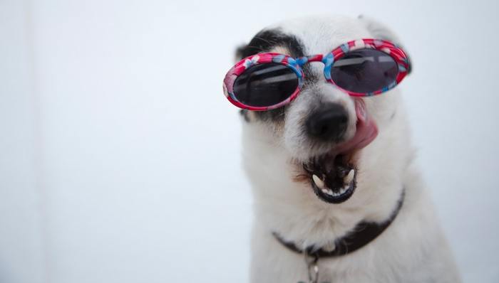 宠物食品,宠物业务