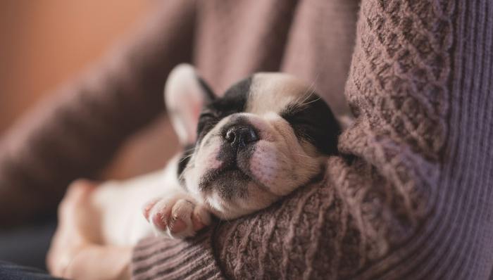 行业规模,中国品牌,宠物消费