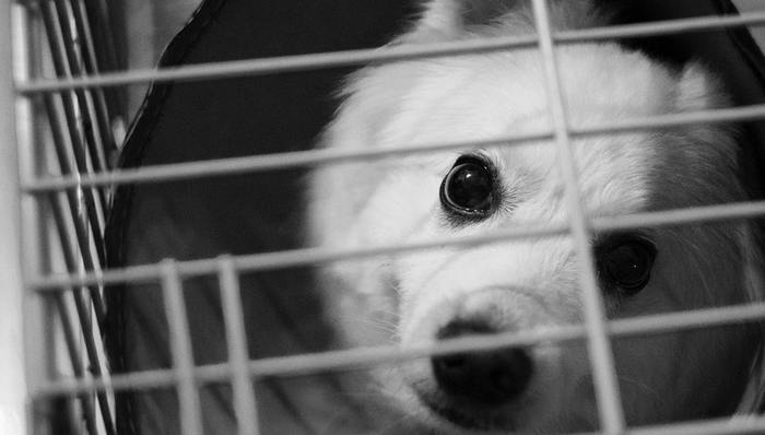 宠物盲盒,行业乱象,宠物售卖