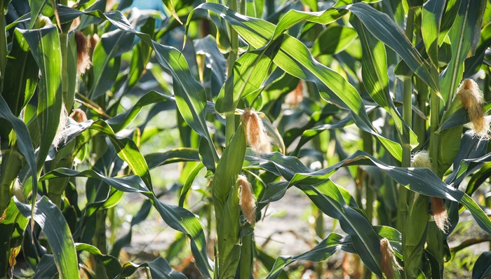 中国实现二氧化碳人工合成淀粉，但指望其减碳为时尚早