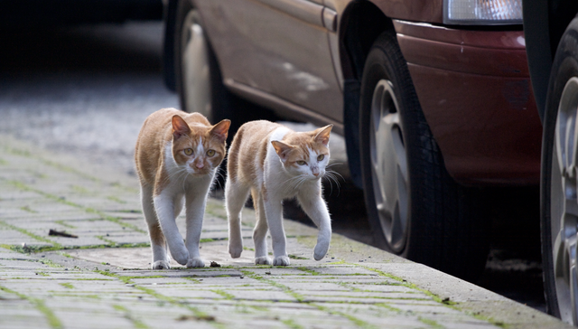 【专访】朱天心：流浪动物对我无益就不该存活？单一价值令人胆寒