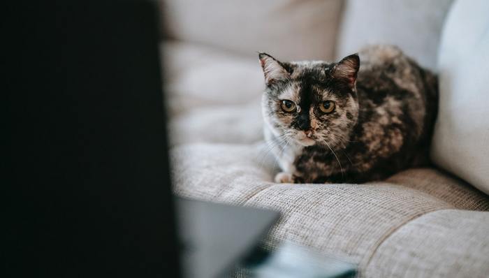 宠物直播,投融资,宠物用品,直播带货