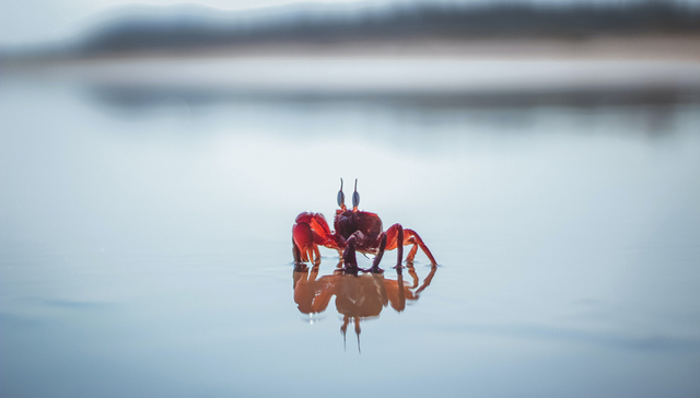 大闸蟹,阳澄湖,资本市场,独角兽