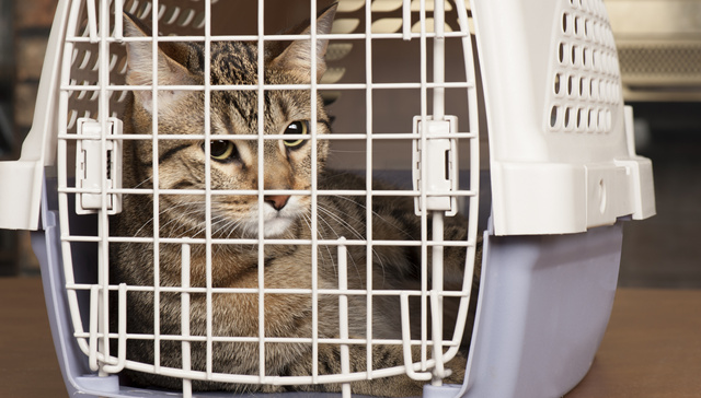 三只猫咪因感染新冠被安乐死，这事儿到底应不应该？