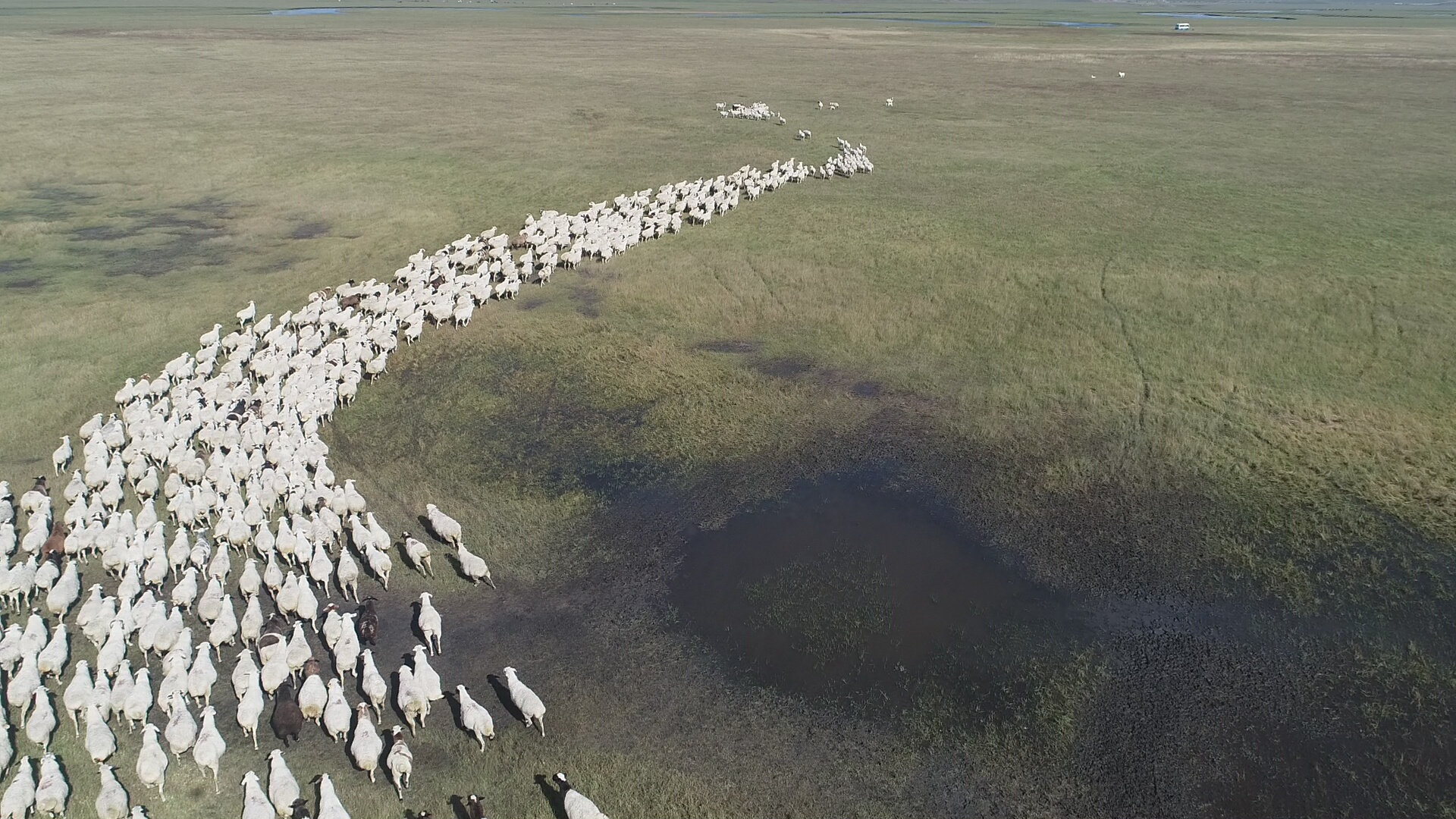 　　（牧云山顶的羊群 央视网记者 邢明 摄）