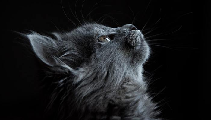 行业发展,宠物用品,它经济