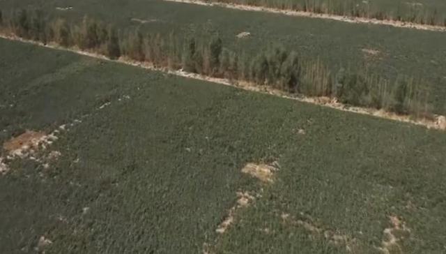 新疆棉花,玉米,棉花质量,世界顶级,棉农,我家,若羌县,采收,他家,巴音郭楞蒙古自治州