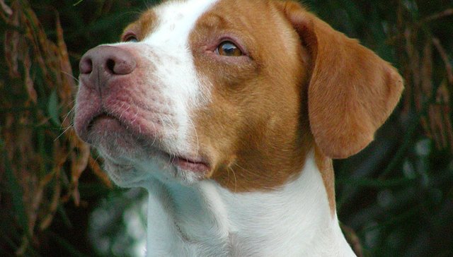 保险,宠物,投资