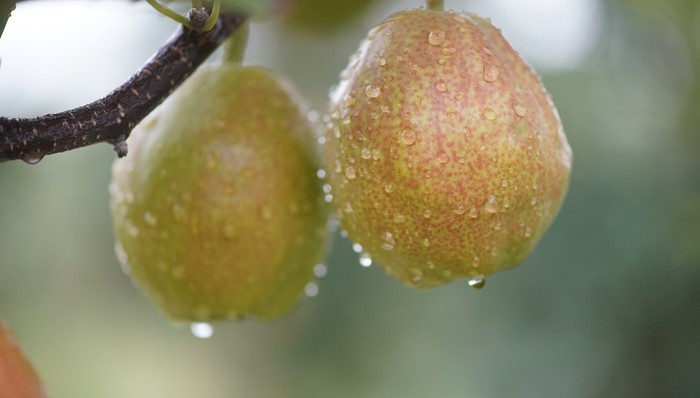新疆,库尔勒香梨,树顶红,盒马