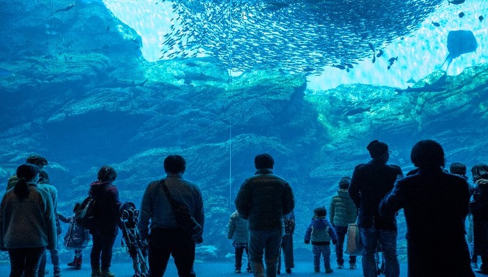 财说 | 盘中闪崩50%，海昌海洋公园回应来了，是虚惊一场还是另有隐情？