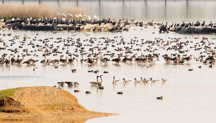 国际组织：“昆明宣言”为解决生物多样性丧失问题指明前进方向
