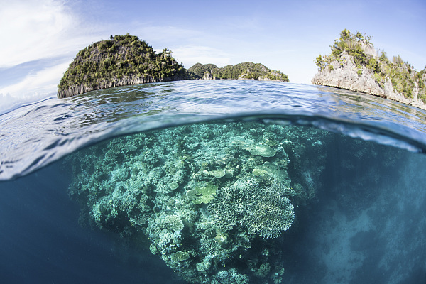 《昆明宣言》发布，投资者面临的生物多样性风险与机遇