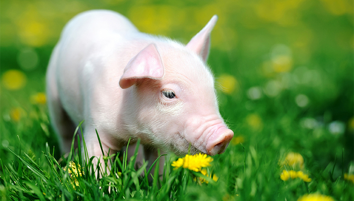 亏损,上市公司,猪周期