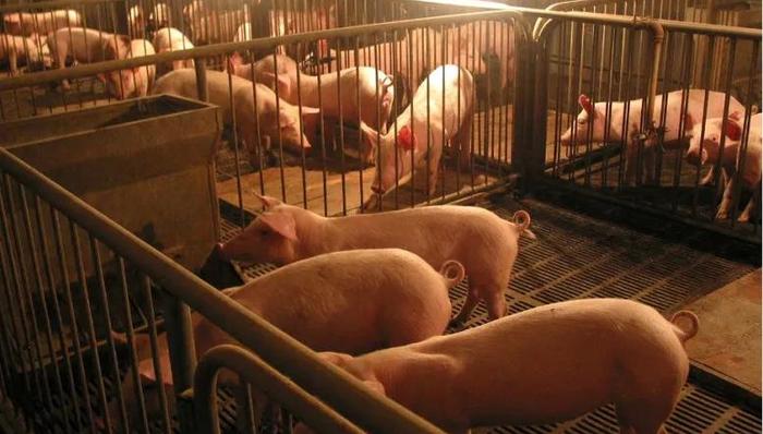 猪周期,猪肉价格,上市公司,业绩