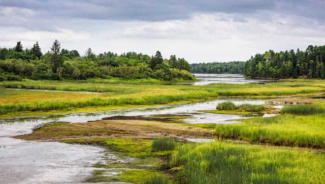 湿地保护法草案二审：破坏湿地每平方米最高可罚款1万元