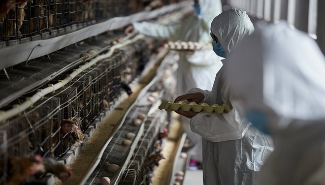 立华股份,亏损,定增,商品鸡