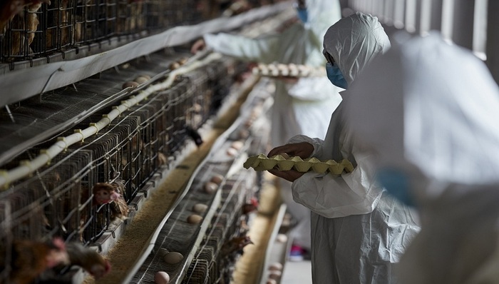 立华股份,亏损,定增,商品鸡