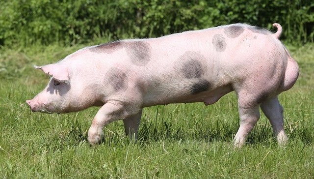 猪能用的你也能用，世界首例猪肾脏移植人体手术成功