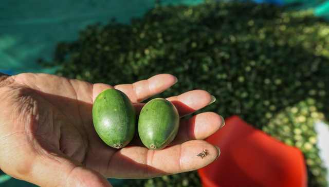 【特写】对槟榔的致命打击，不仅是广告被禁