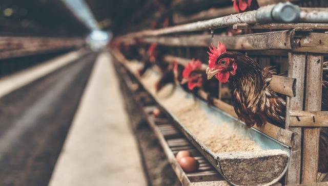 春雪食品,肉鸡养殖