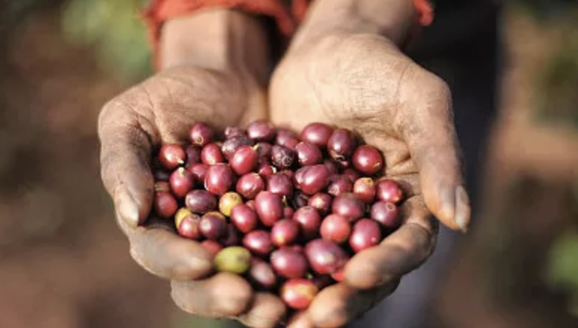 云南咖啡“出圈”后，升级之路才刚开始