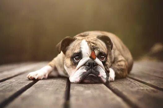 瑞再：2025年我国宠物险保费规模有望达14亿元，渗透率1.2%以上