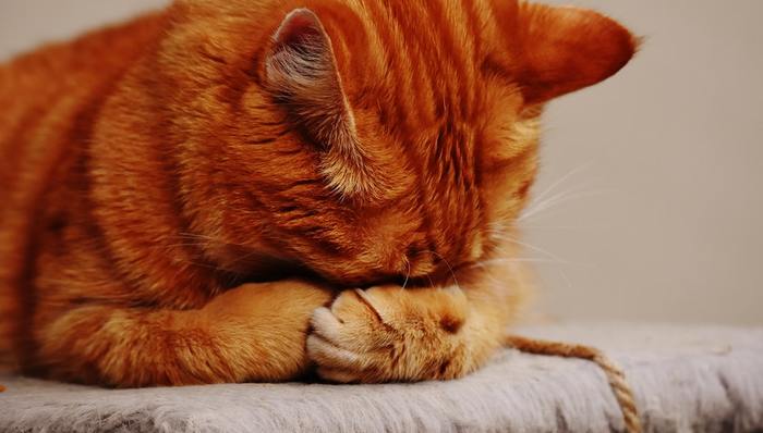 宠物药,刚需,中国市场