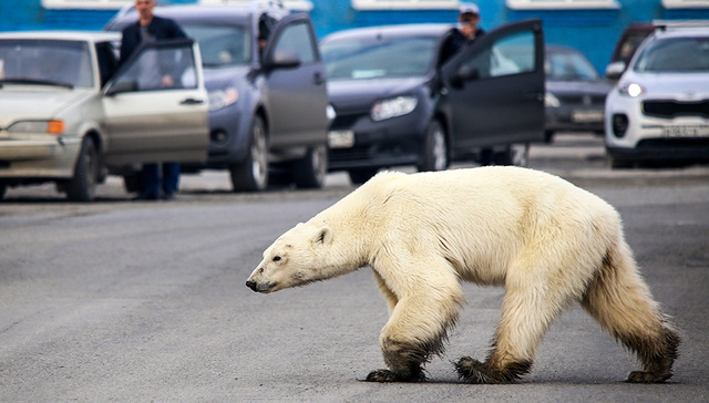 【图集】全球变暖危机：迪拜面临高温威胁，北极熊或将灭绝