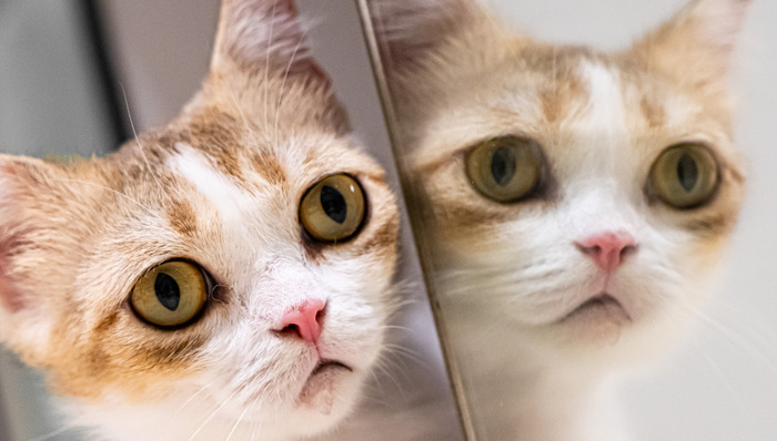 宠物,消费,侦探