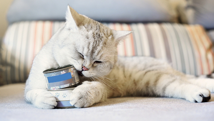 立白,朝云集团,杀虫驱蚊,宠物