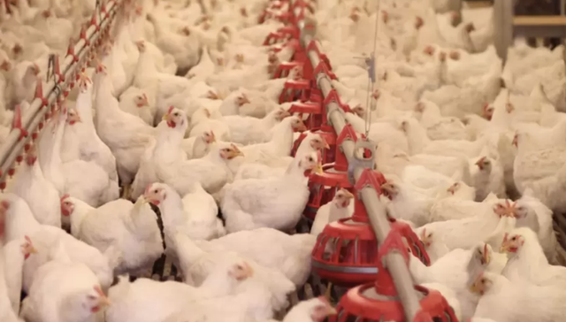 老乡鸡,餐饮,消费