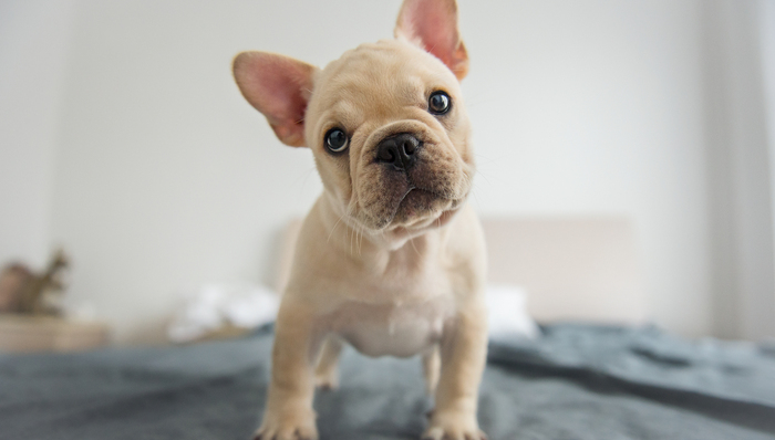 【法治面】宠物集中隔离是否可行？