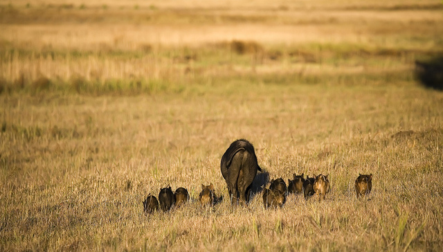 多地野猪泛滥成灾，治理猪害难在哪里？