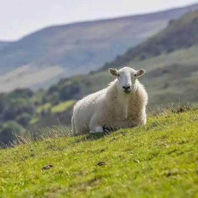 奶粉,消费,羊奶