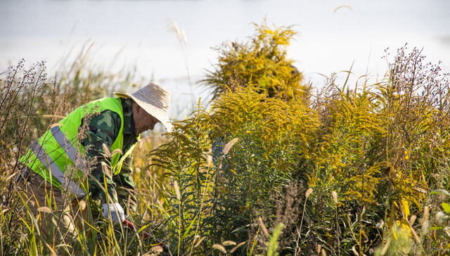 “加拿大一枝黄花”入侵十余省份：繁殖能力超强，开花期最易清除