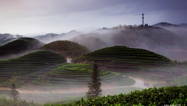澄源,1970年,茶乡,高山茶,乡村旅游,振兴战略,白茶,唐末宋初,茶业,生态茶园