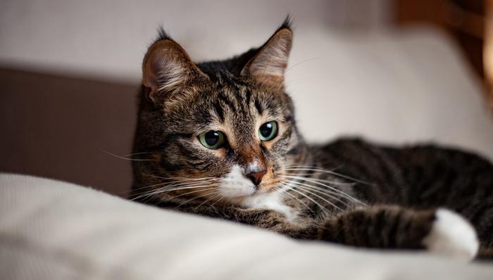 宠物疫苗,国产疫苗