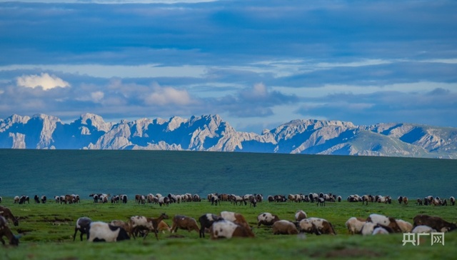 河曲马,河南县,藏羊,地理标志产品,牧歌,草原生态,三宝,持续增收,生态畜牧业,合作社