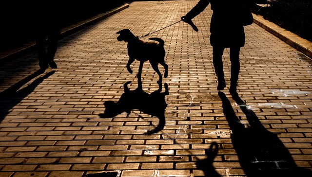 地方新闻精选｜郑州拟规定每户居民只准饲养1只犬 大连初定12月6日起返校复学