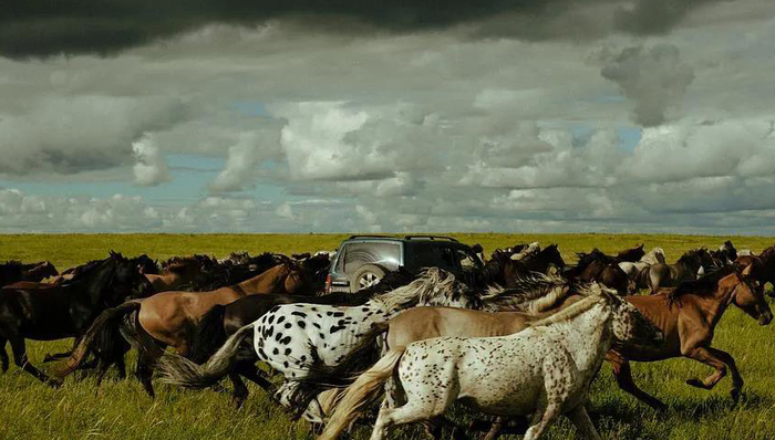 《野马分鬃》，国产青春片的另一种可能