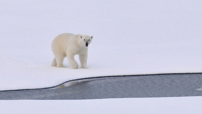 新消费,移动电商,商超连锁,中国市场,沃尔玛,关店