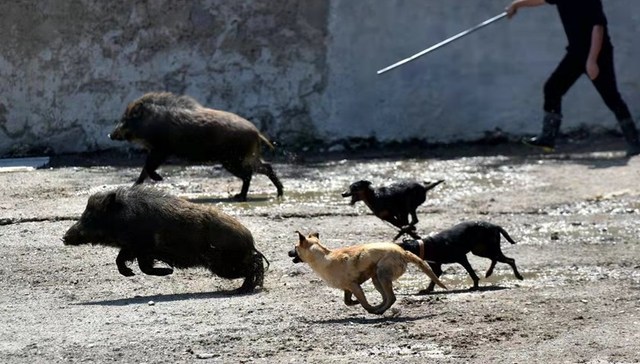 【特写】人猪鏖战未了局